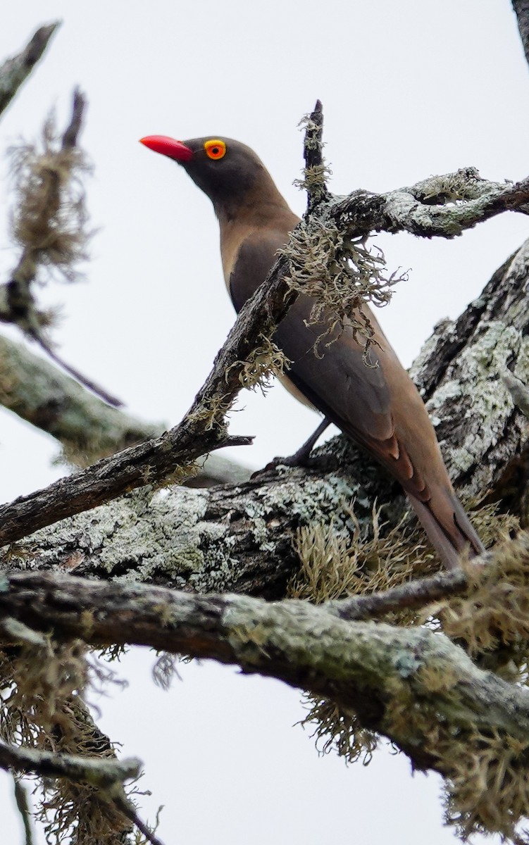 Red-billed Oxpecker - ML645152298