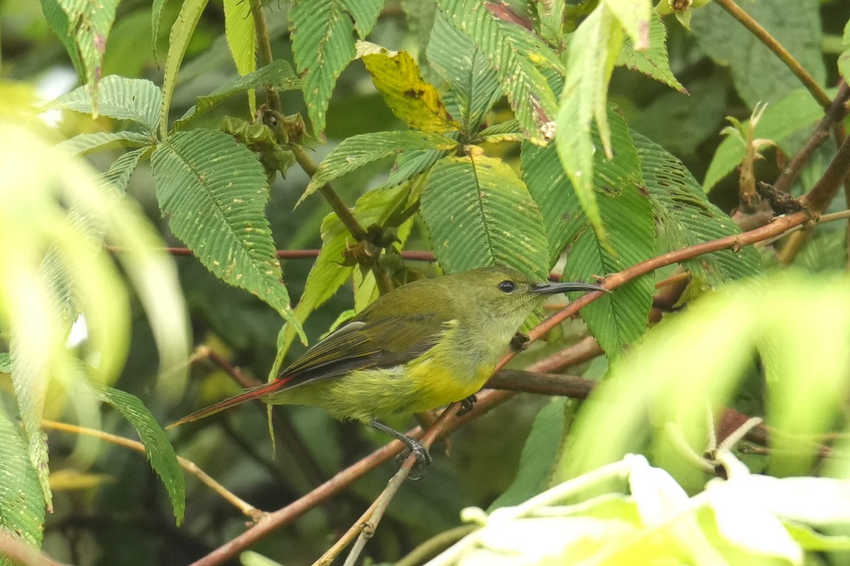 Fire-tailed Sunbird - ML645152300