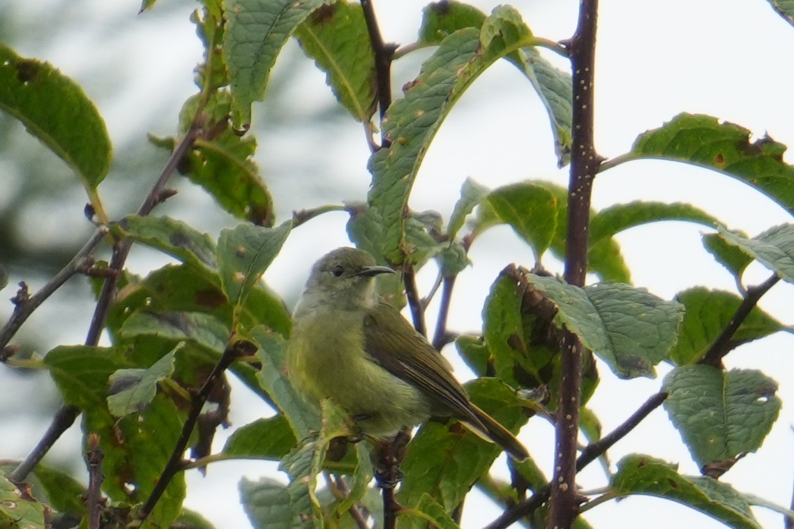 Fire-tailed Sunbird - ML645152315