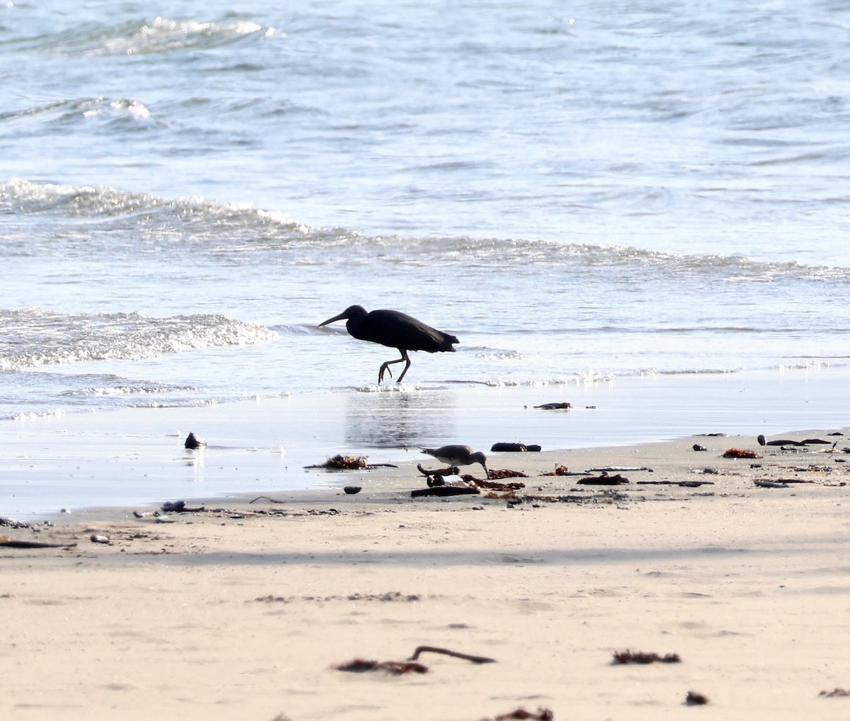 Gray-tailed Tattler - ML645152319
