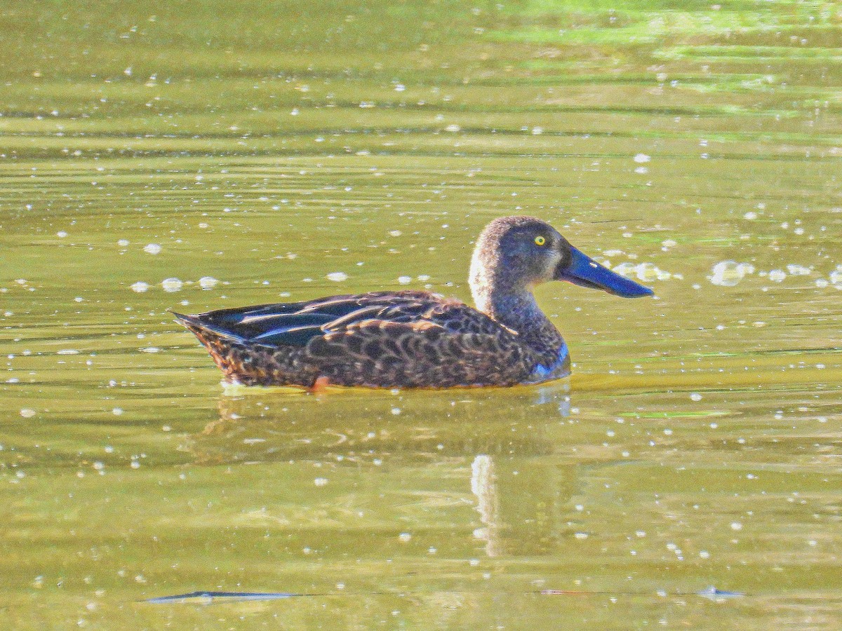 Australasian Shoveler - ML645152324