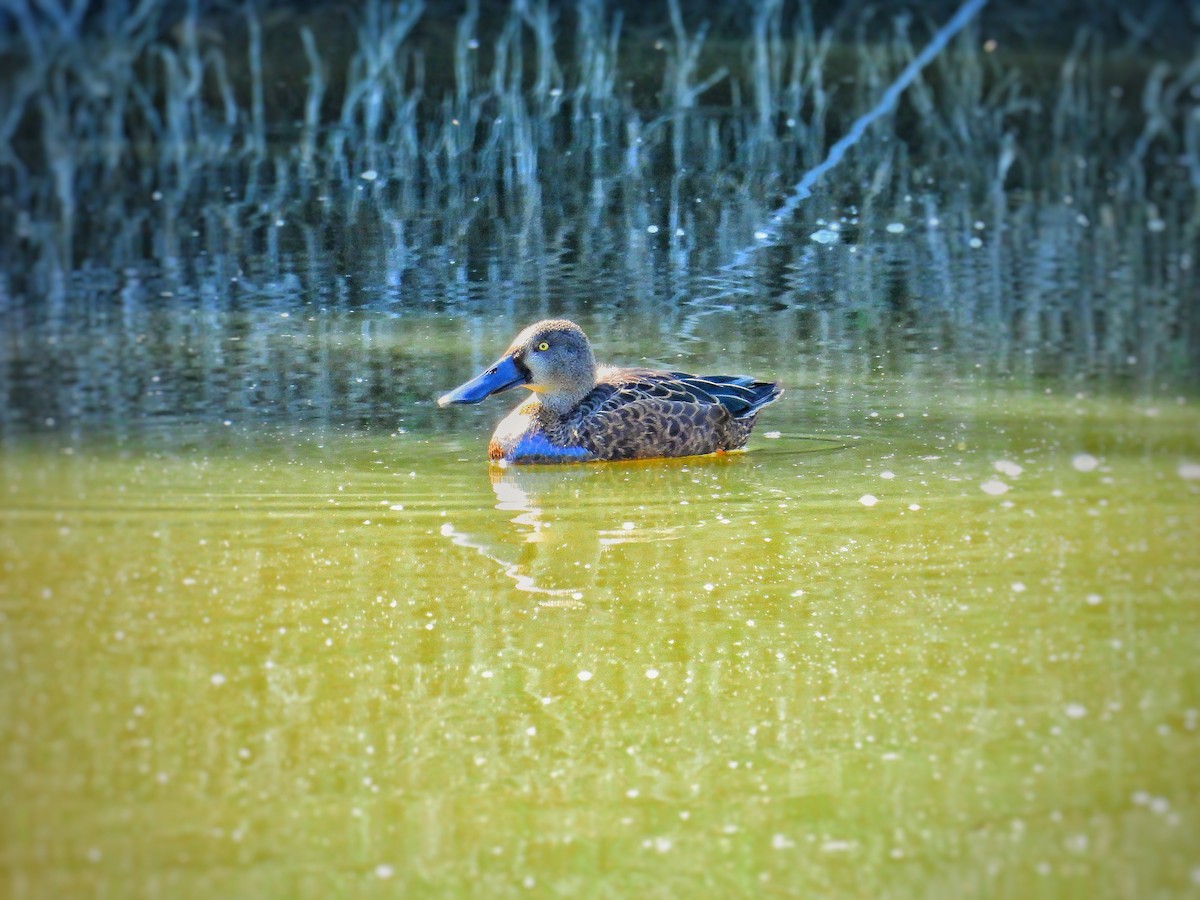 Australasian Shoveler - ML645152325
