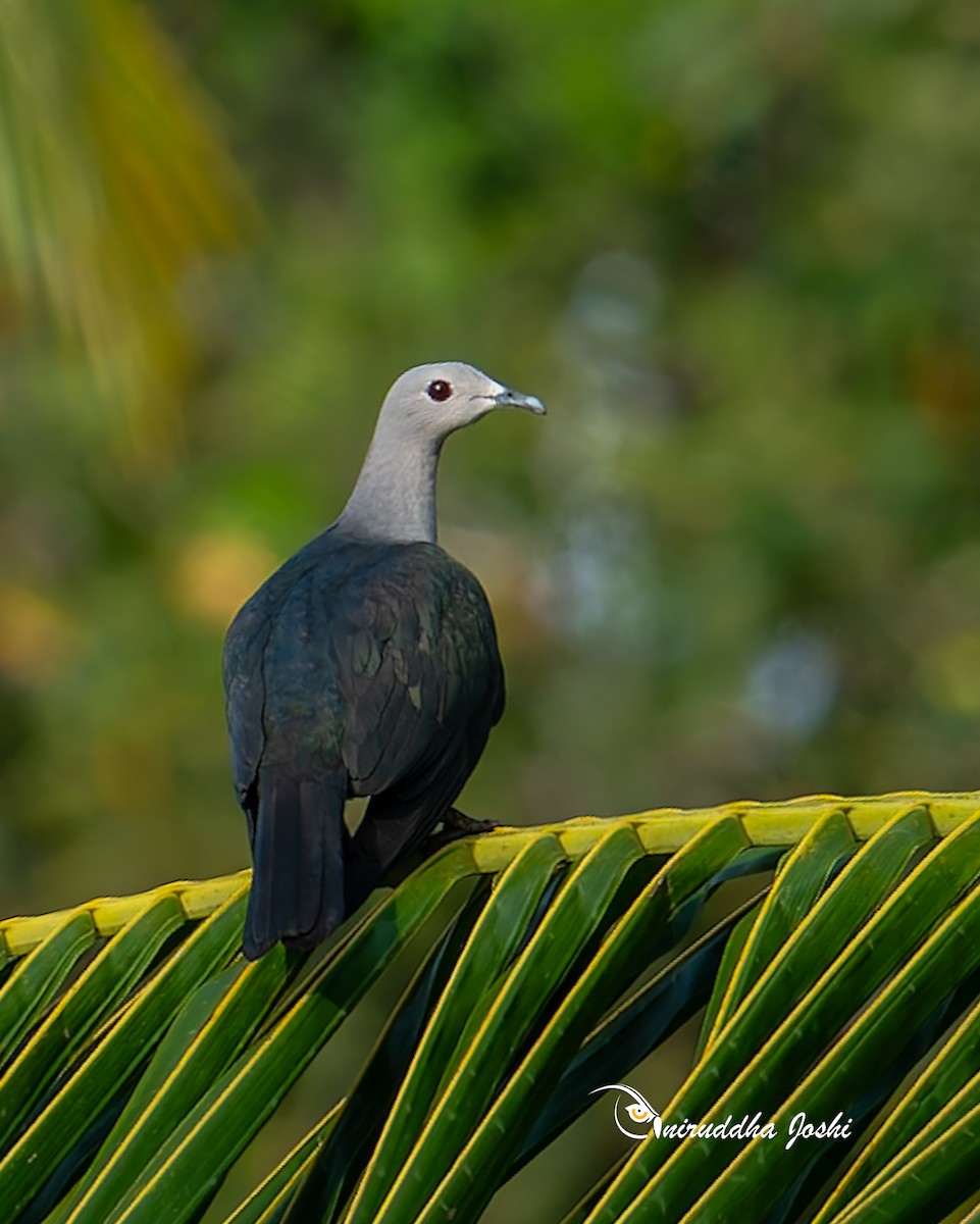 Green Imperial-Pigeon - ML645152326