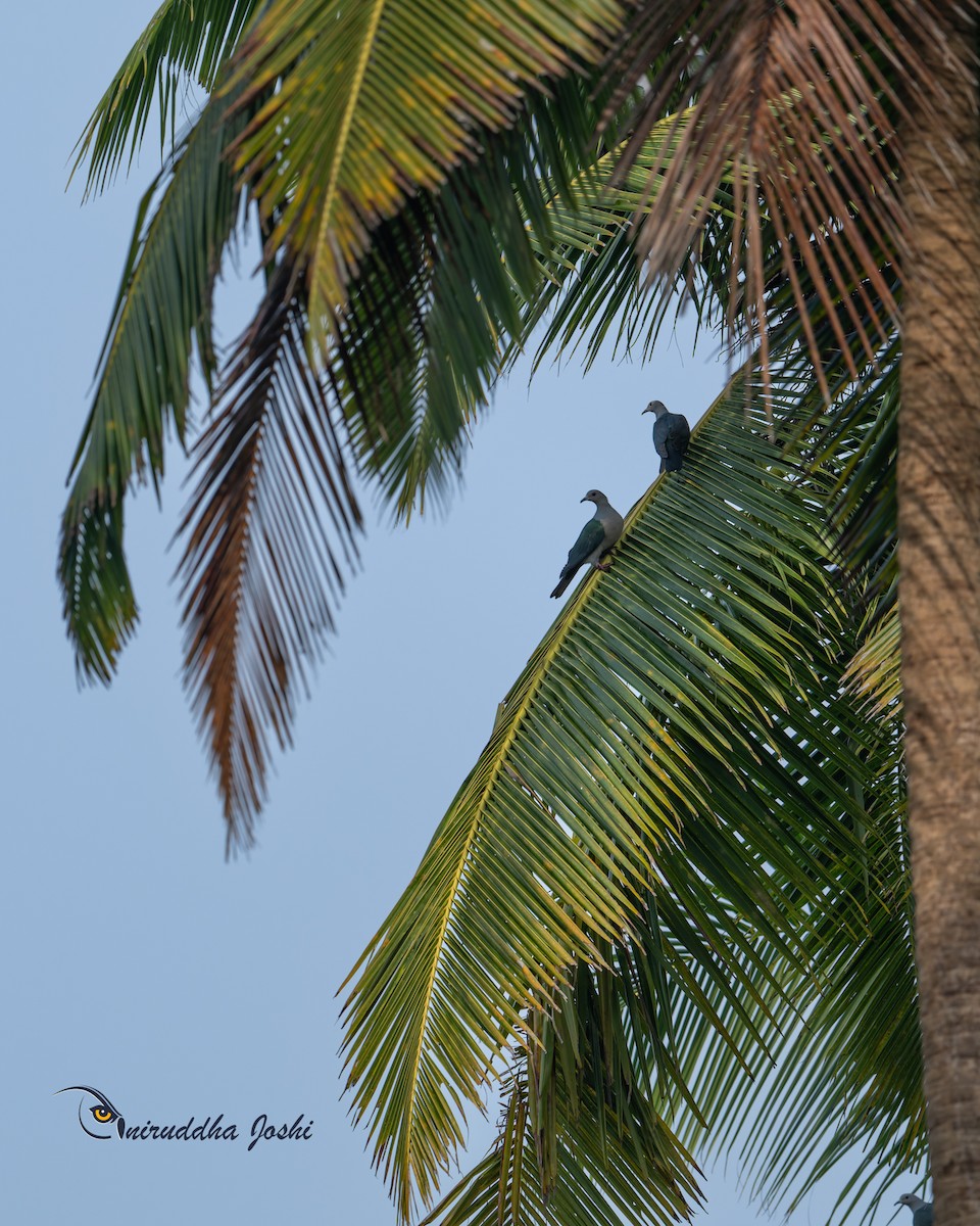 Green Imperial-Pigeon - ML645152327