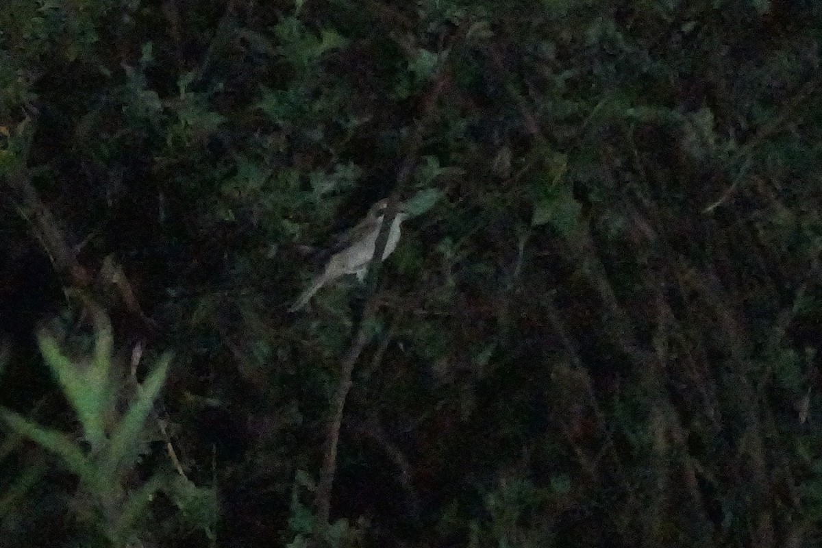 Pie-grièche à bandeau - ML645152336