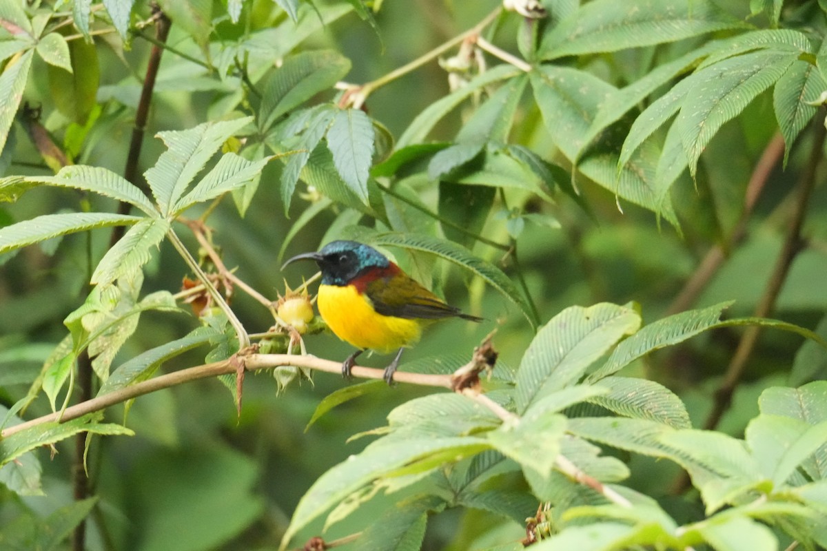 Green-tailed Sunbird - ML645152337