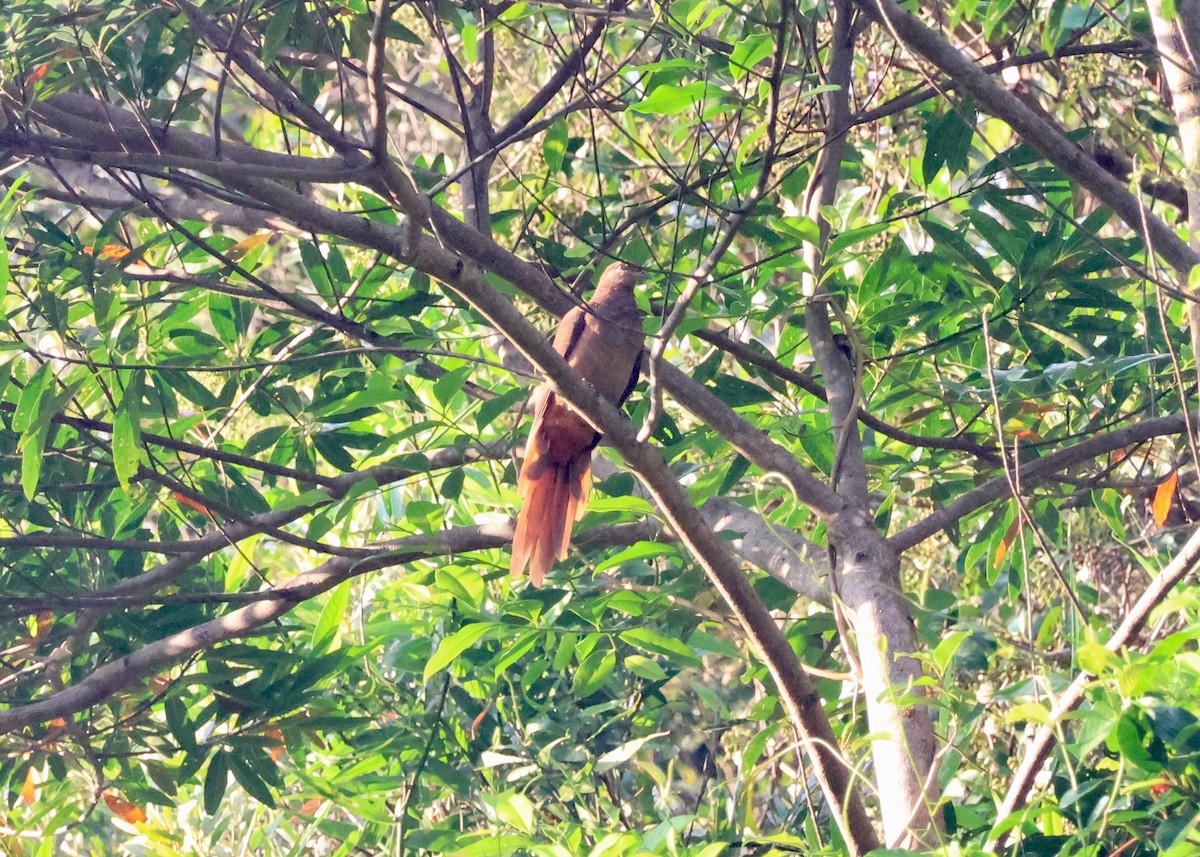 Brown Cuckoo-Dove - ML645152361