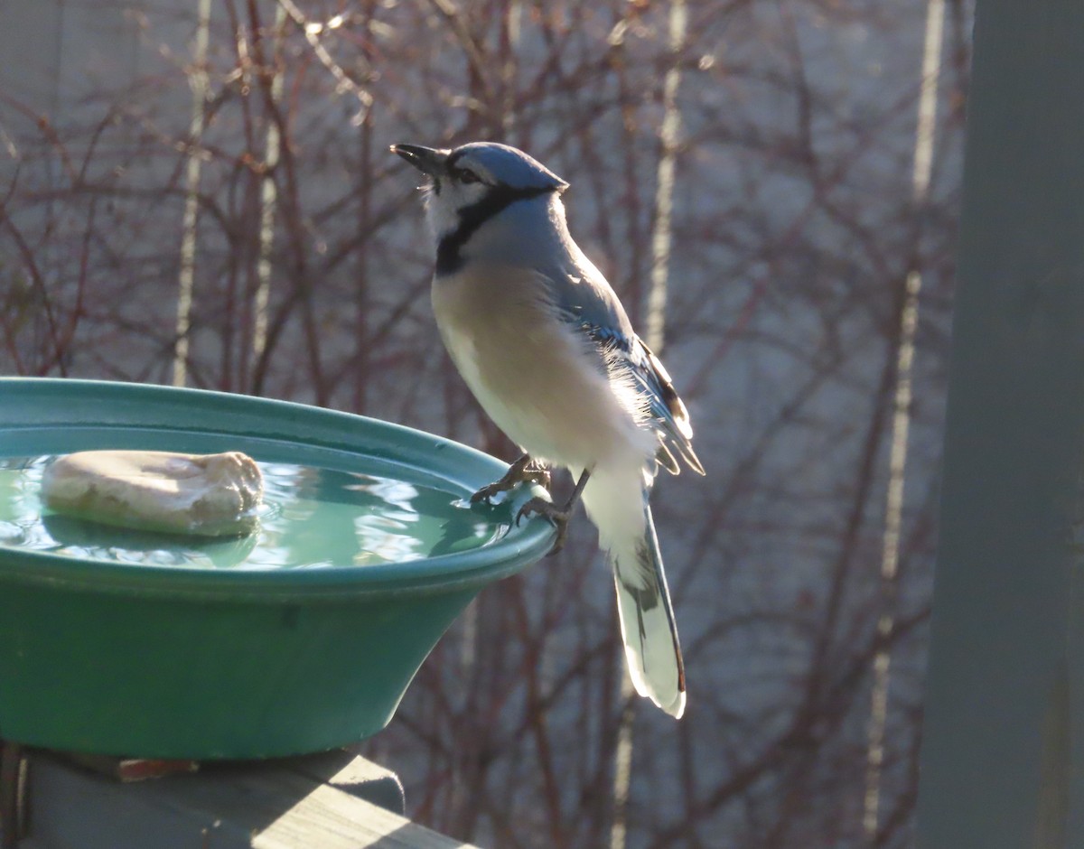 Blue Jay - ML645152369