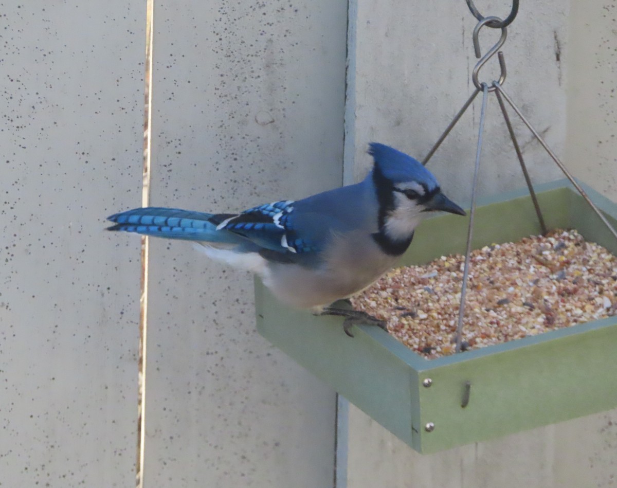 Blue Jay - ML645152371