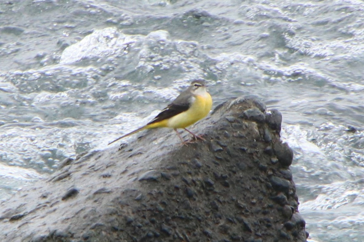 vintererle - ML645152372