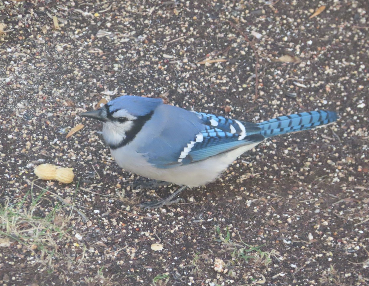 Blue Jay - ML645152375