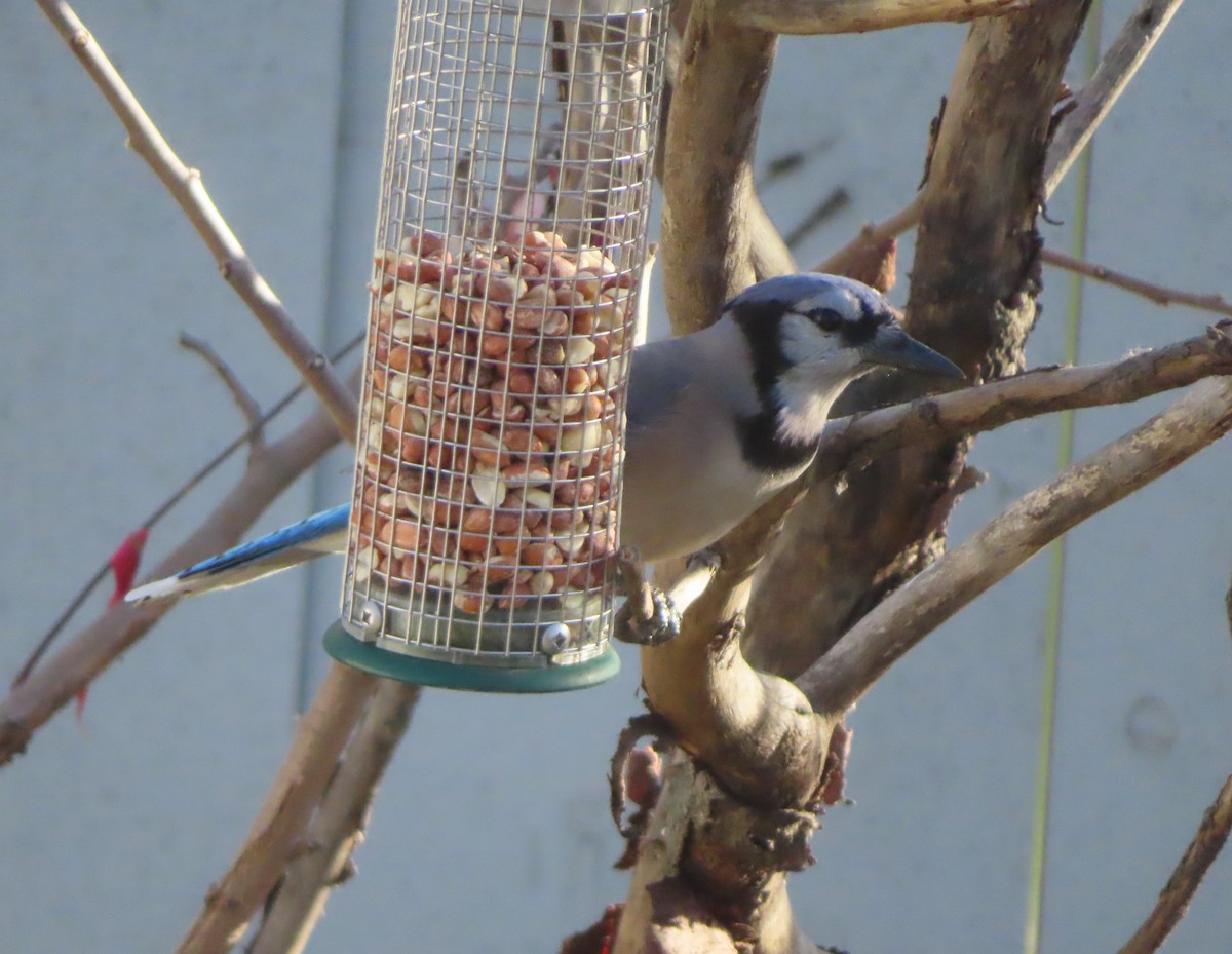 Blue Jay - ML645152384