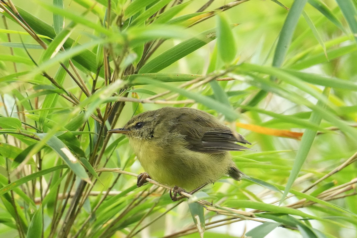Aberrant Bush Warbler - ML645152420