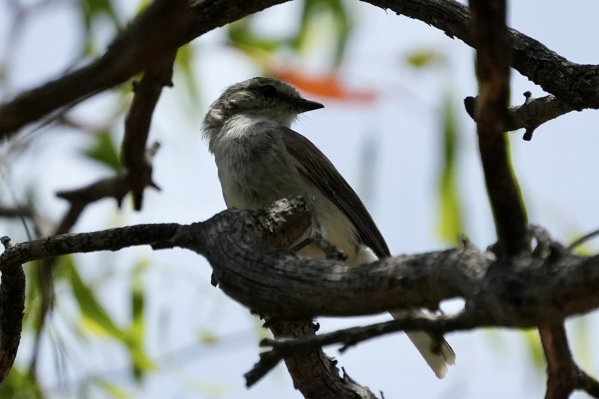 lejsčík šedohnědý - ML645152454