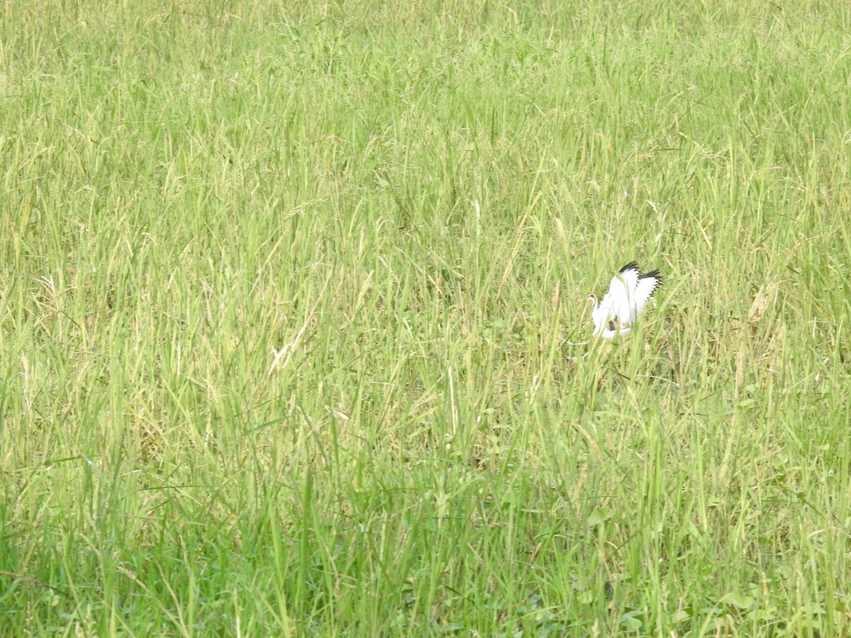 fasanbladhøne - ML645152467