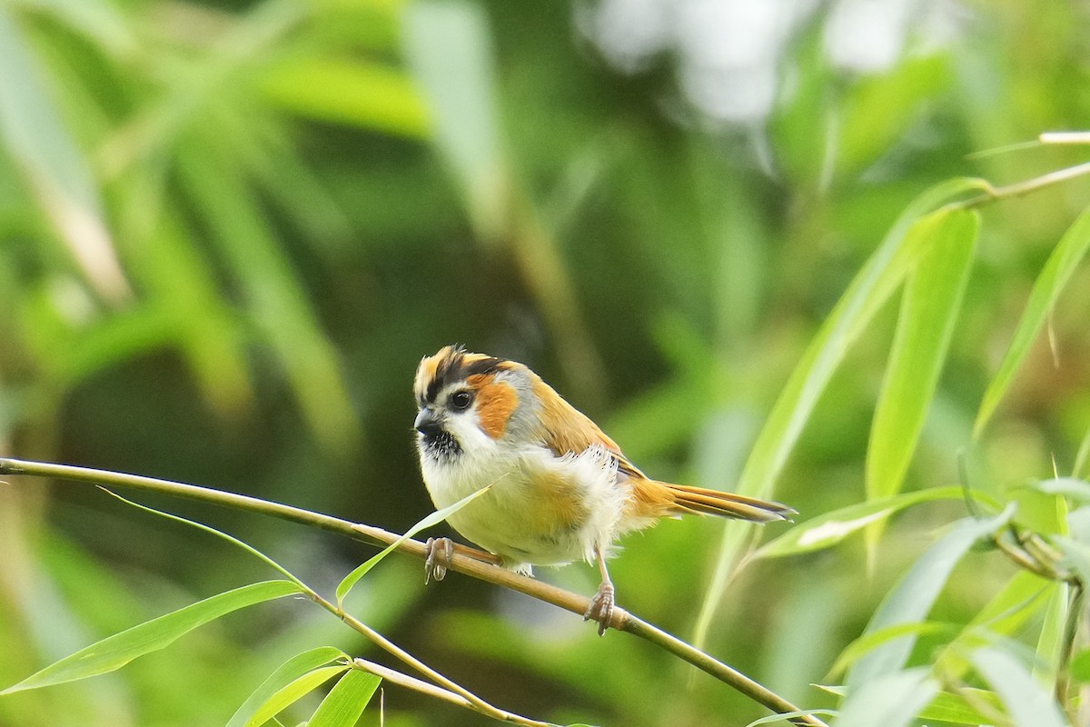 Black-throated Parrotbill - ML645152468