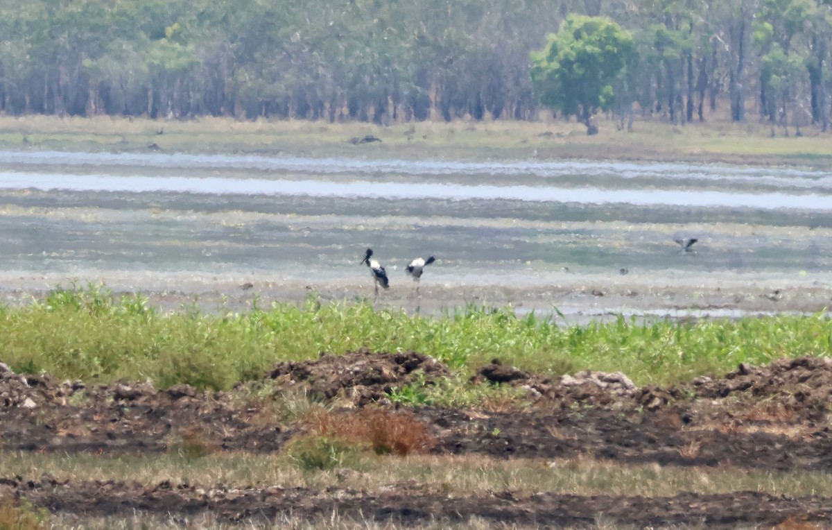 čáp černokrký - ML645152477