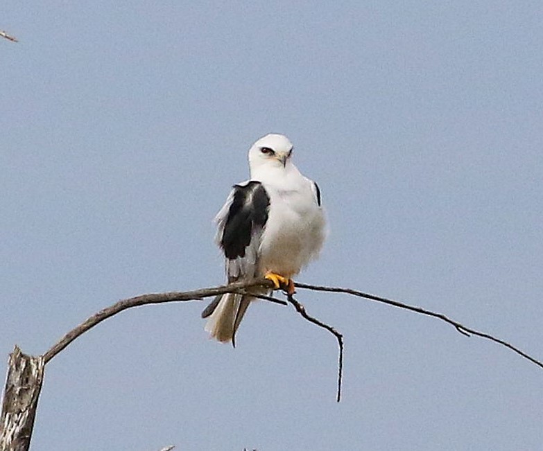 White-tailed Kite - ML645152478