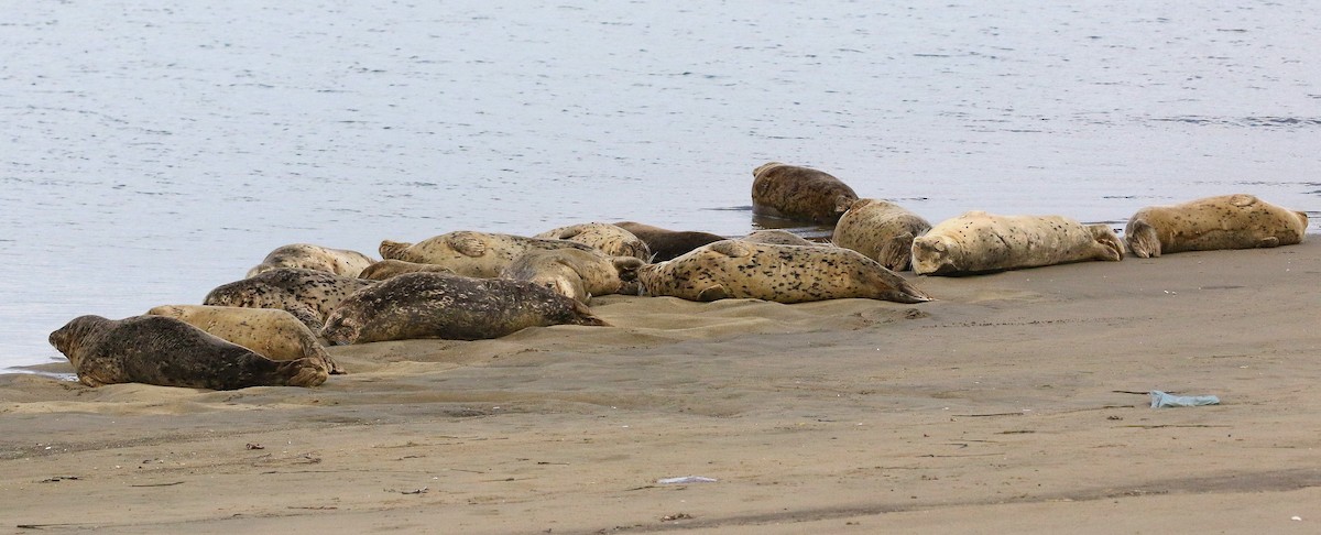 Harbor Seal - ML645152480