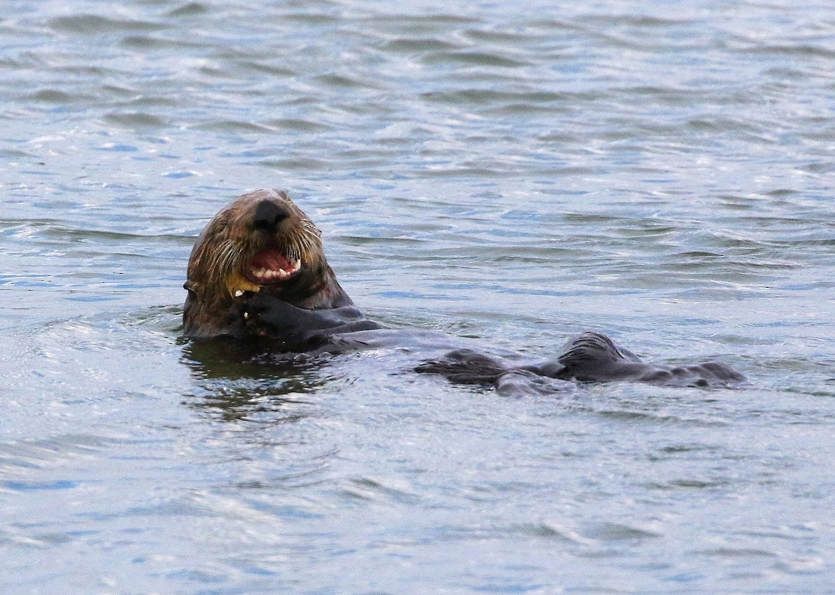 Sea Otter - ML645152486