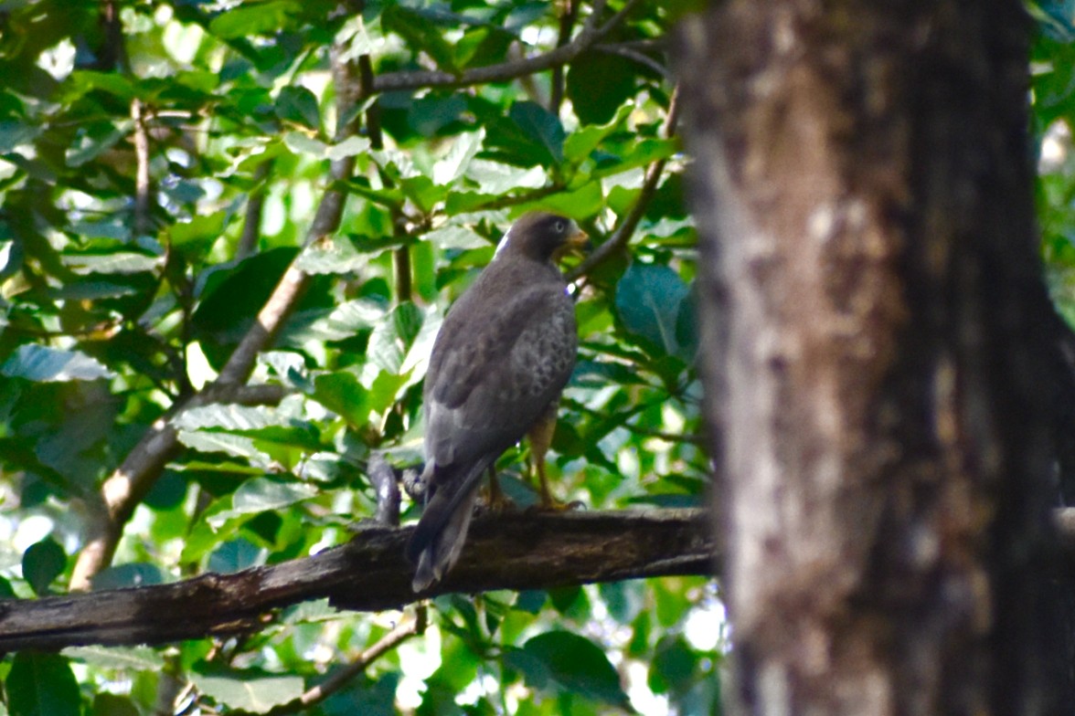 White-eyed Buzzard - ML645152487