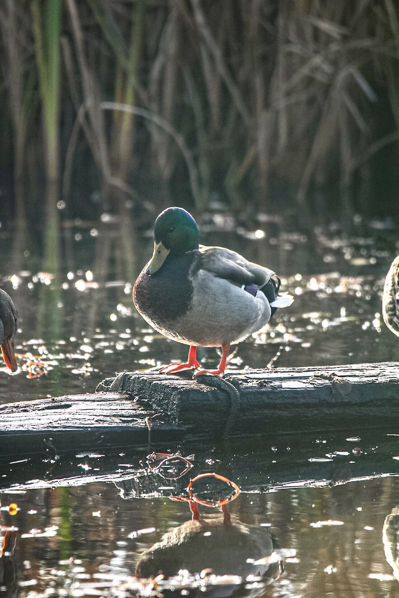 Mallard - ML645152490