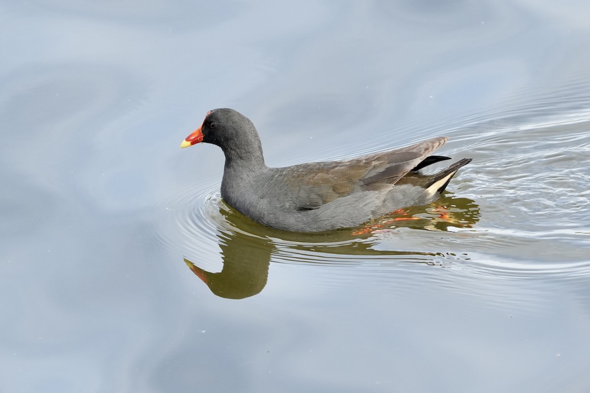 Dusky Moorhen - ML645152491