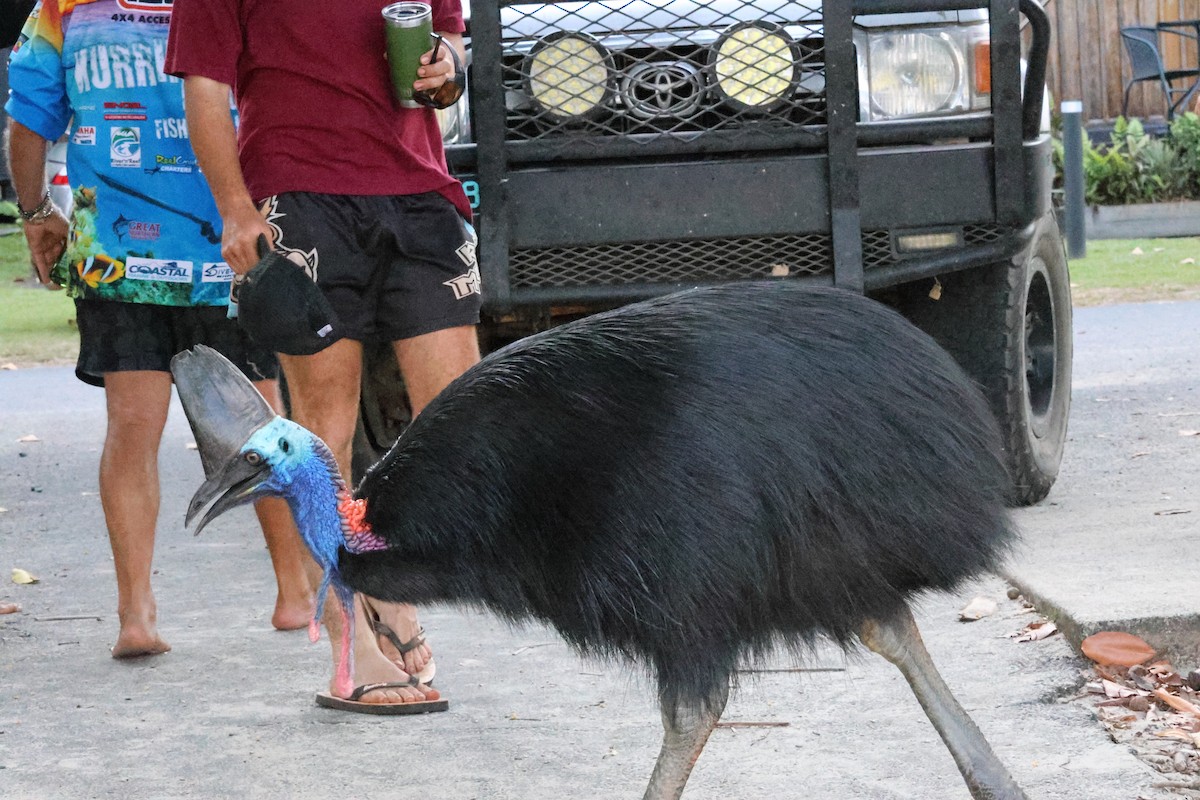 Southern Cassowary - ML645152492
