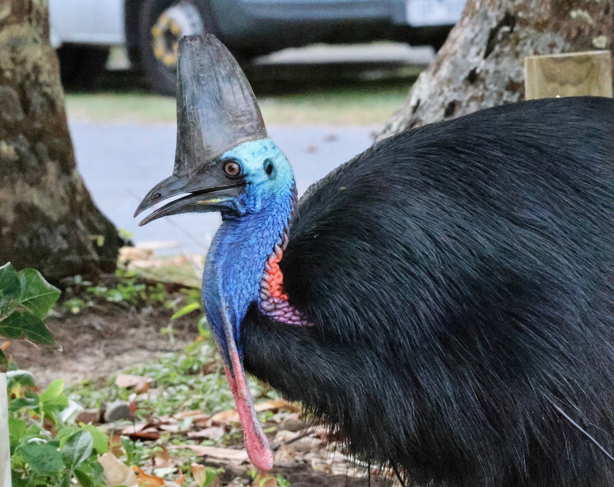 Southern Cassowary - ML645152493