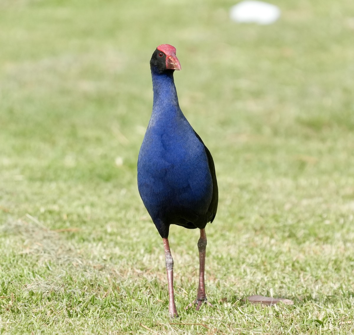 Australasian Swamphen - ML645152494