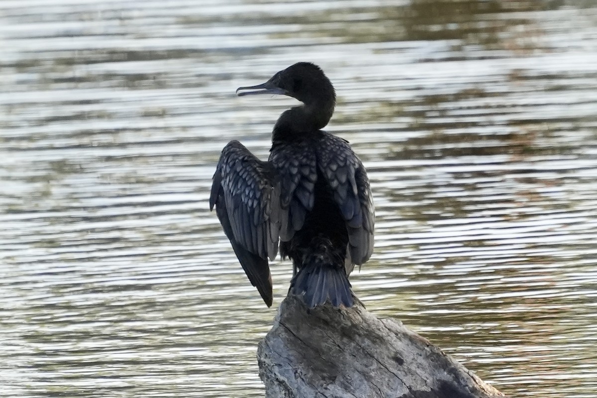 Little Black Cormorant - ML645152495
