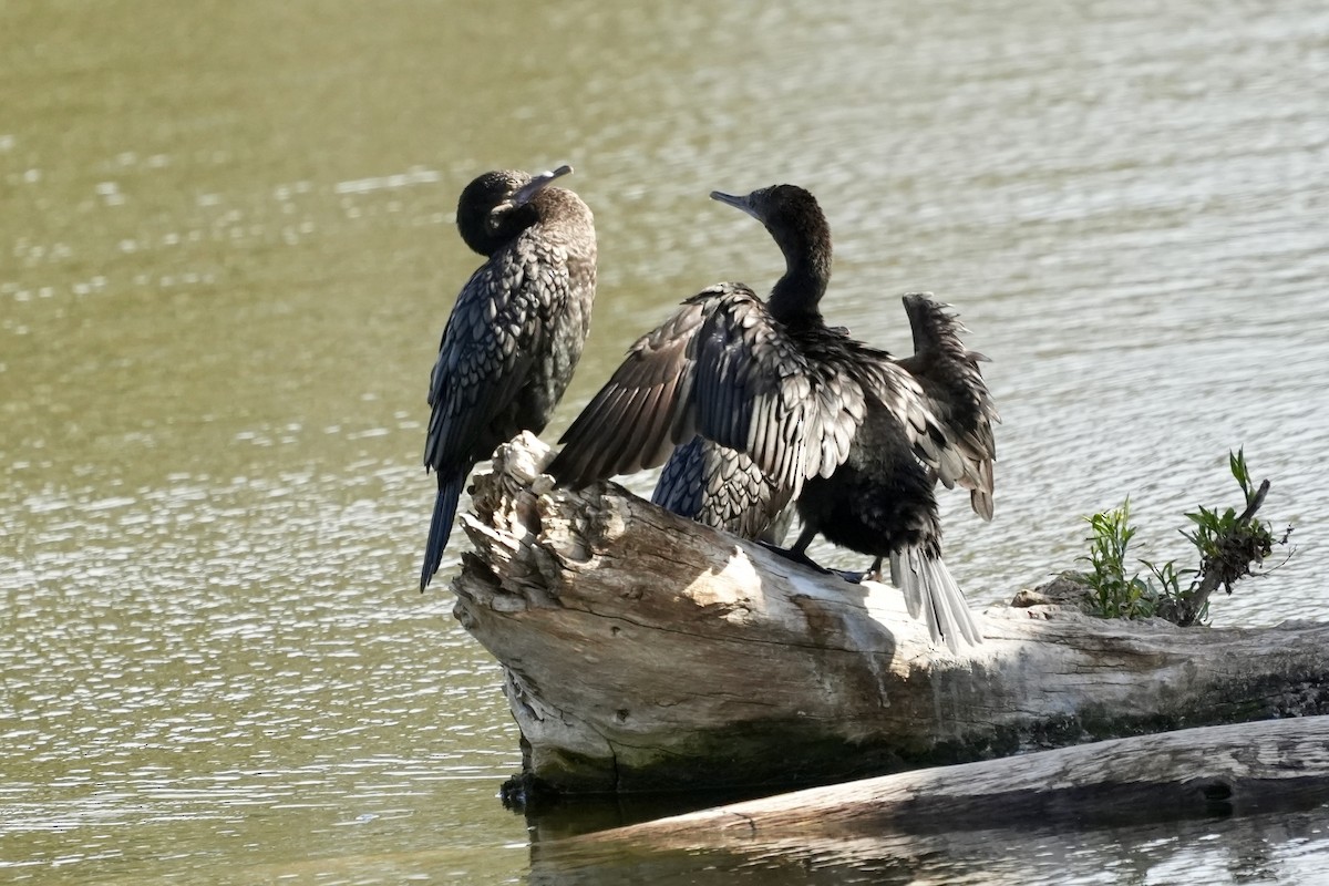 Little Black Cormorant - ML645152496
