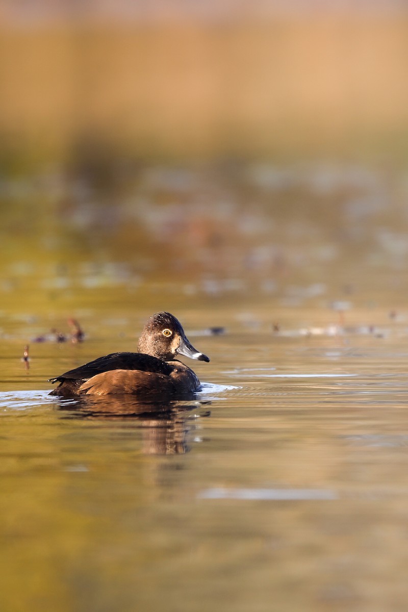 Ring-necked Duck - ML645152498