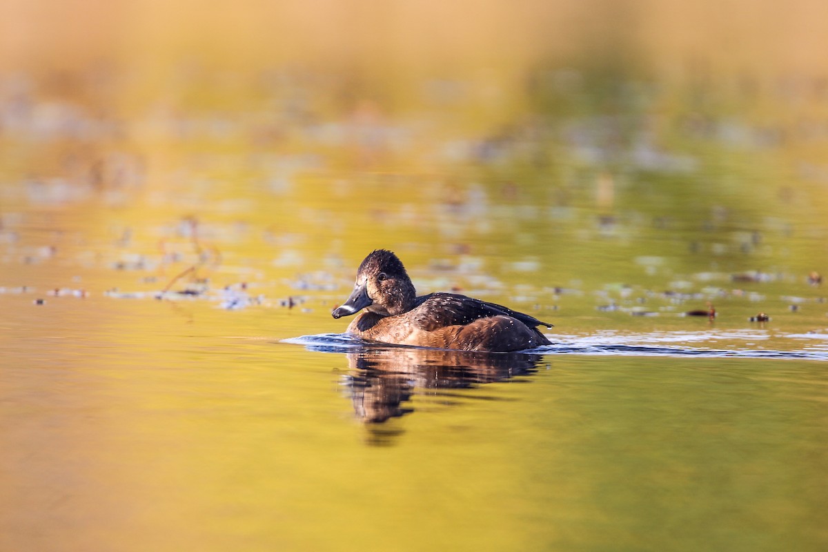 Ring-necked Duck - ML645152499