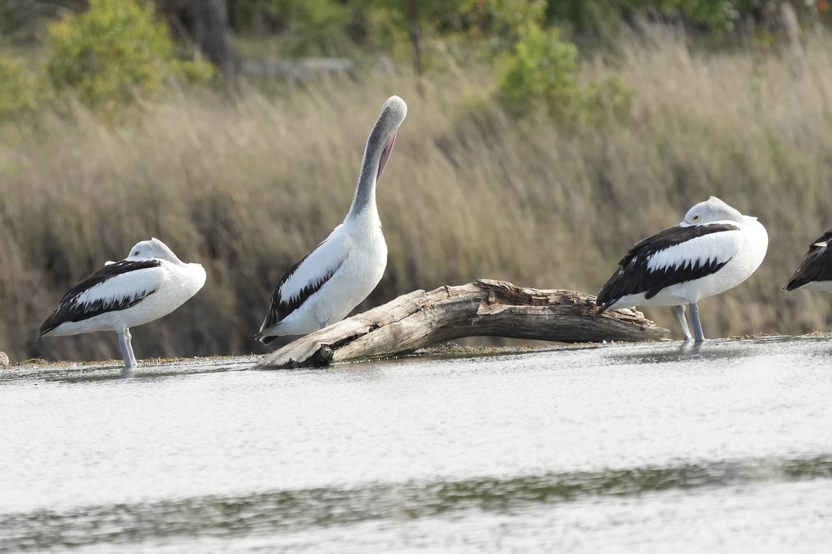 Australian Pelican - ML645152502