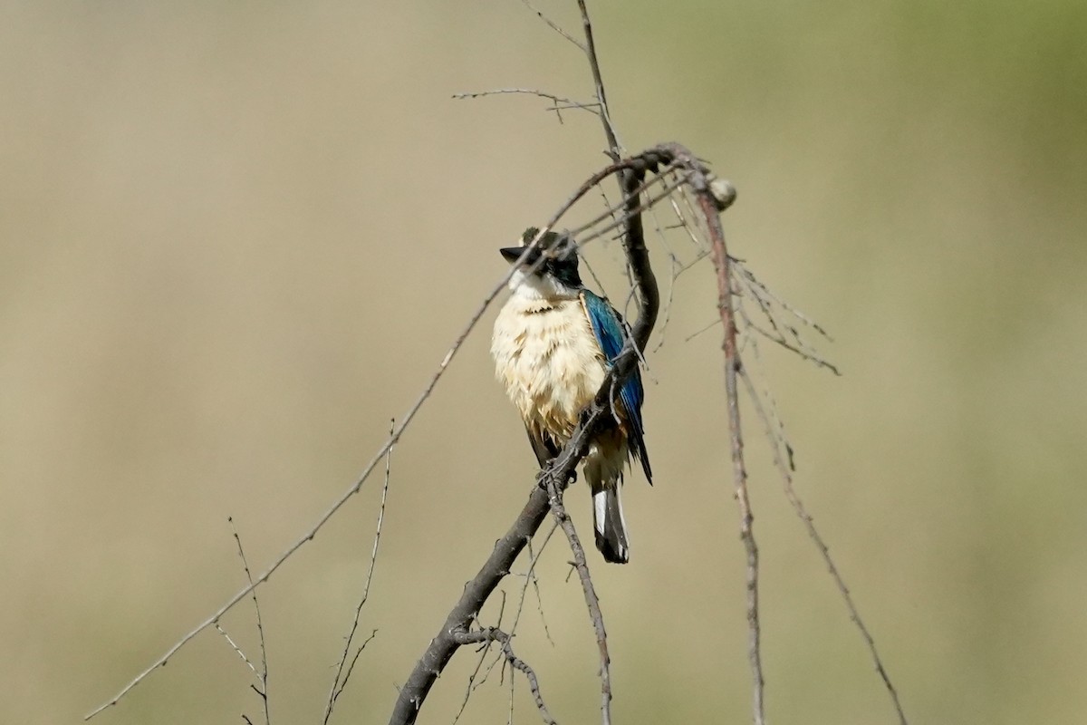 Sacred Kingfisher - ML645152504