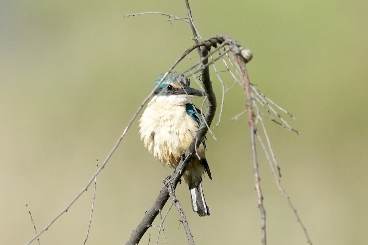Sacred Kingfisher - ML645152505