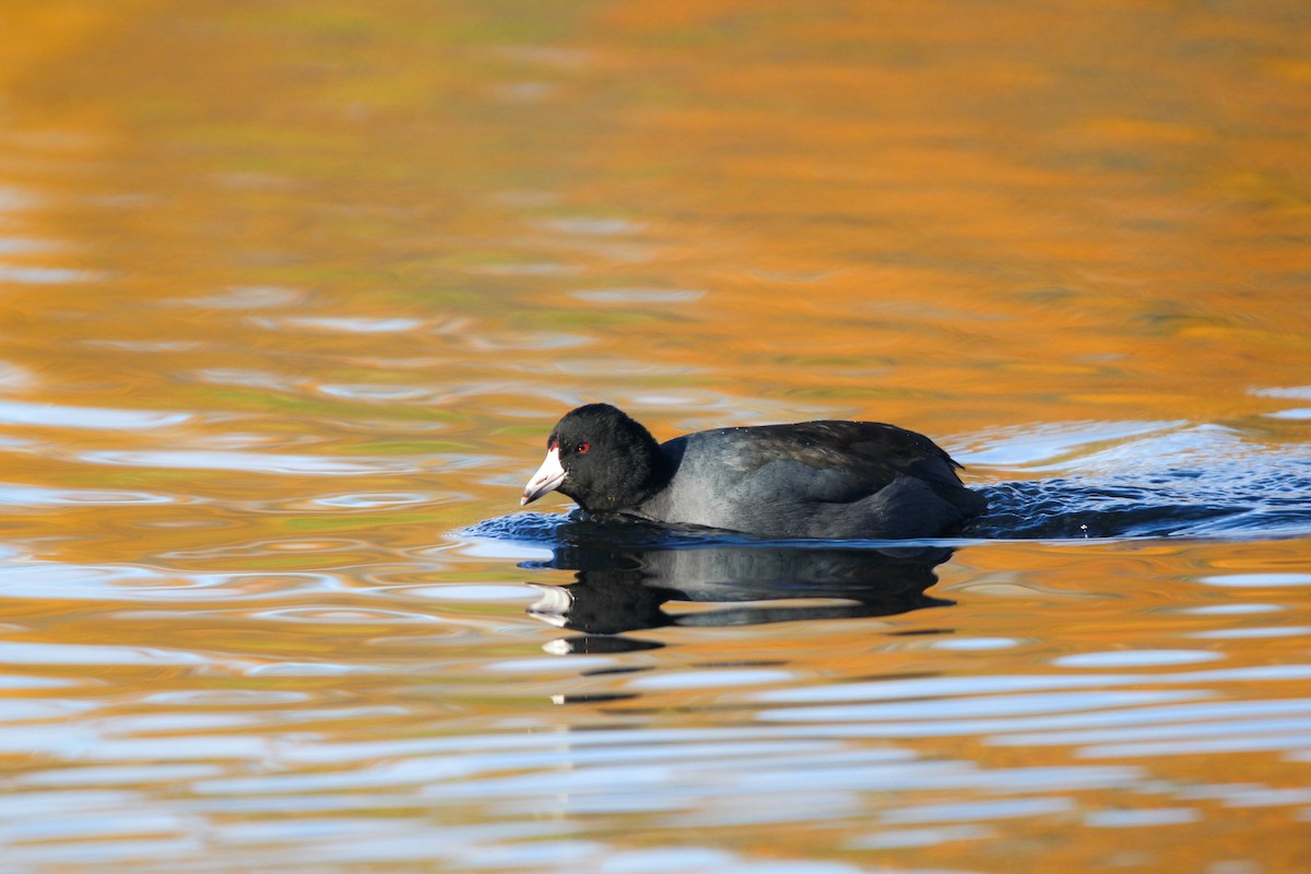 American Coot - ML645152506