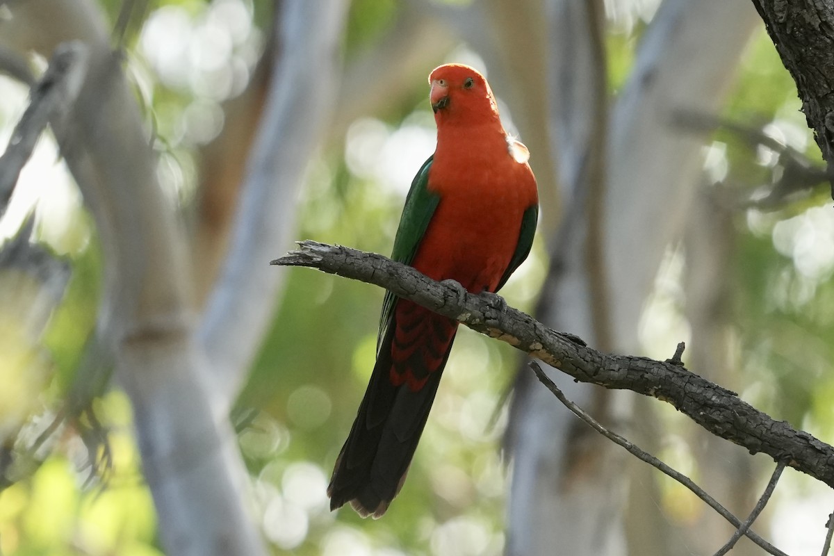 Australian King-Parrot - ML645152508