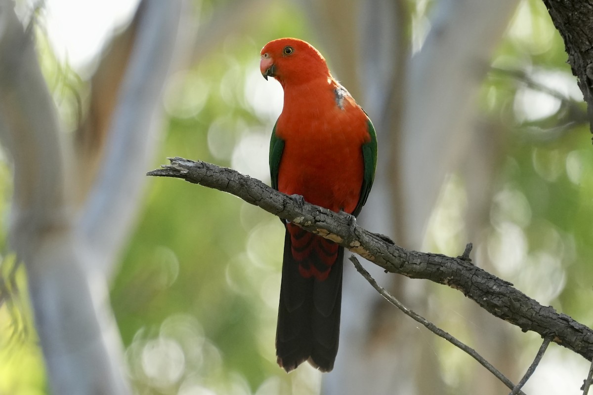 Australian King-Parrot - ML645152509