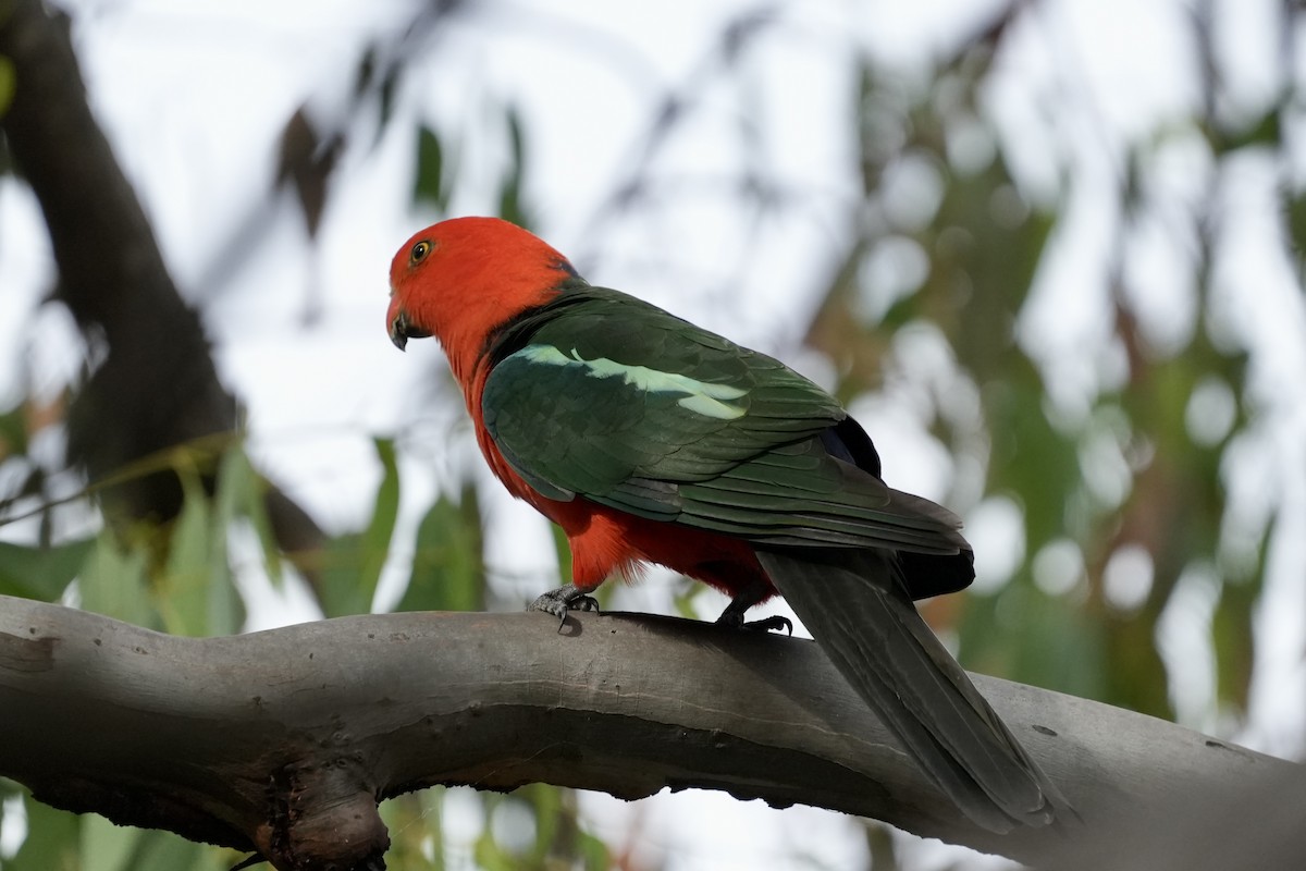 Australian King-Parrot - ML645152510