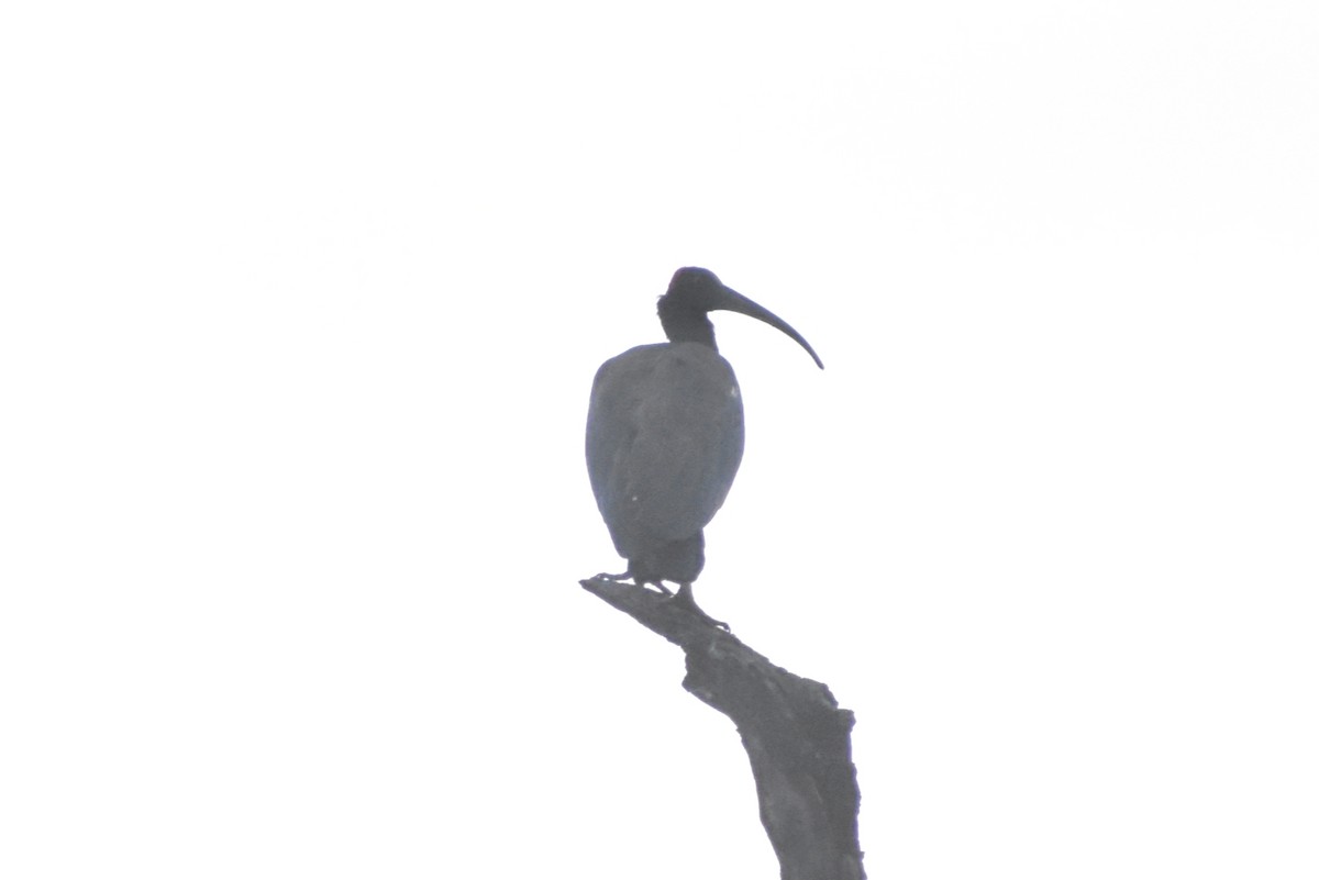 Red-naped Ibis - ML645152512