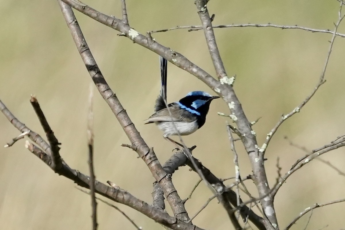 Superb Fairywren - ML645152515