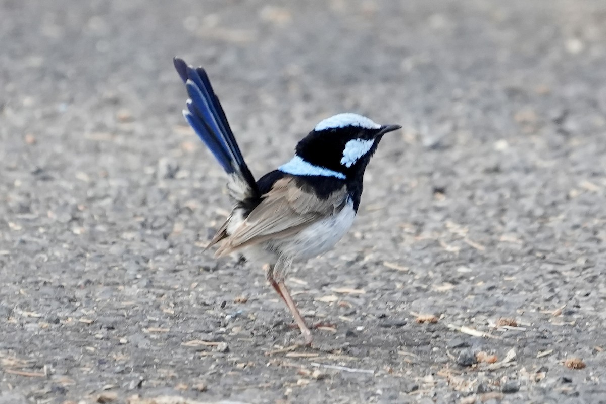 Superb Fairywren - ML645152516