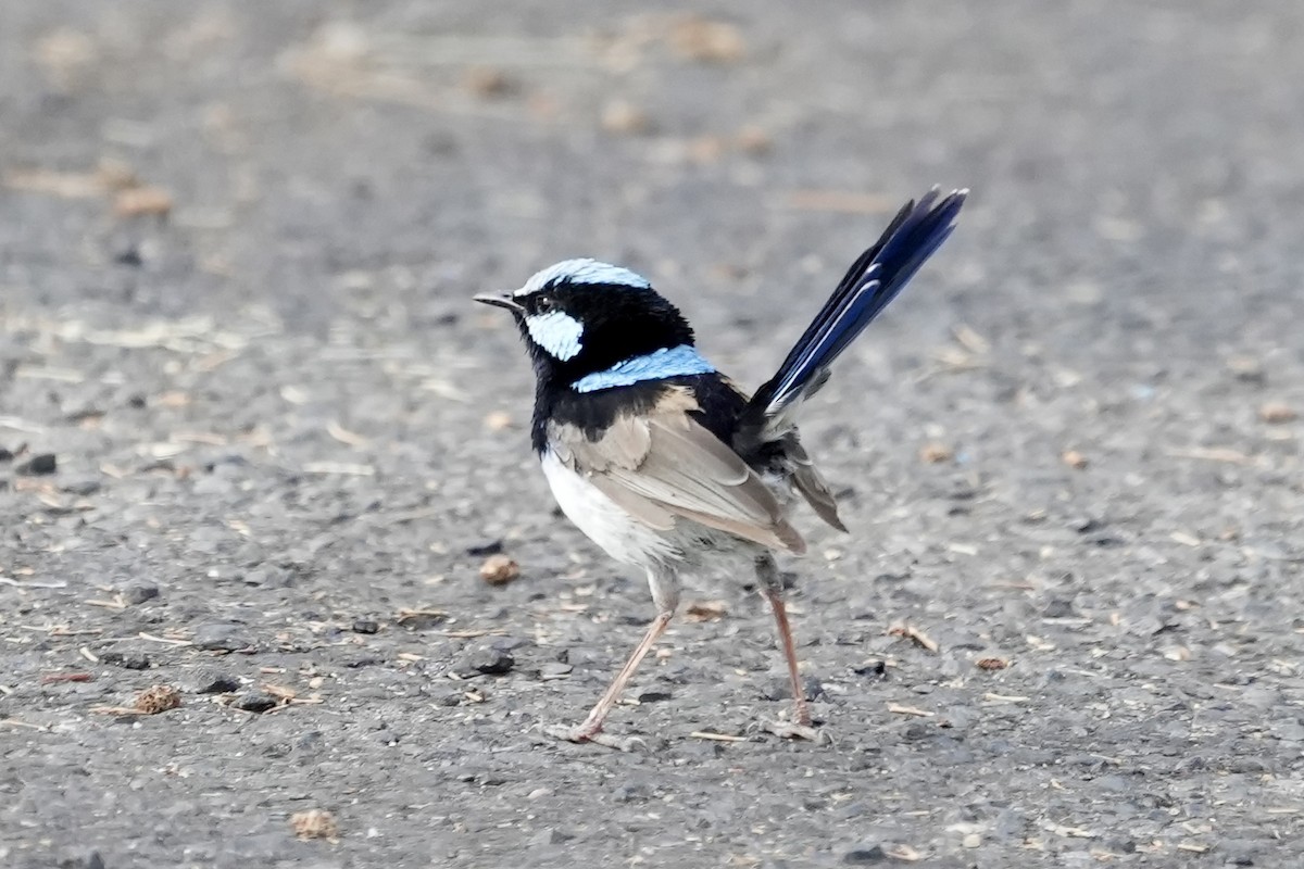 Superb Fairywren - ML645152517