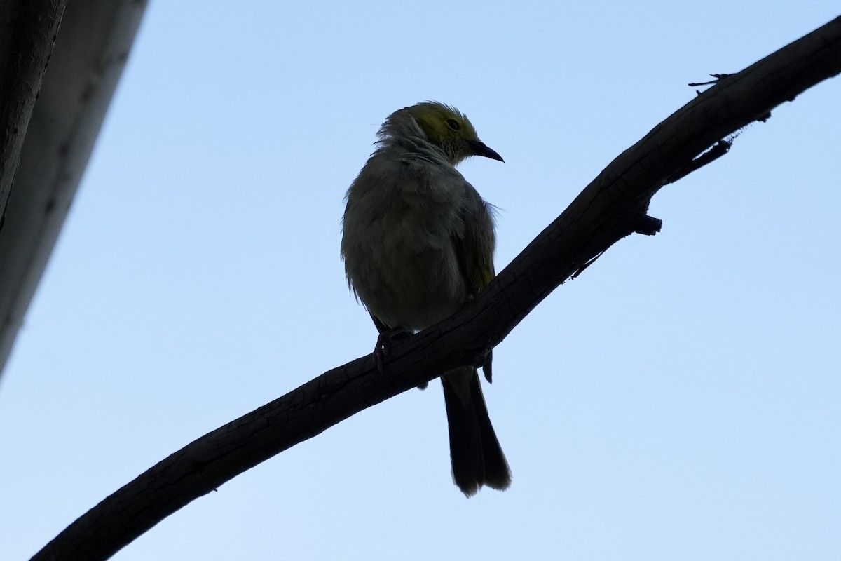 White-plumed Honeyeater - ML645152518