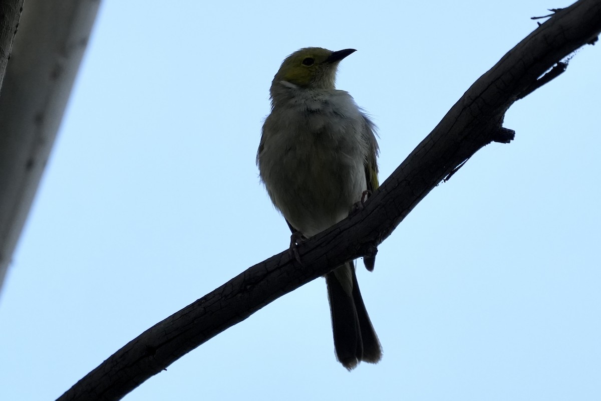 White-plumed Honeyeater - ML645152519