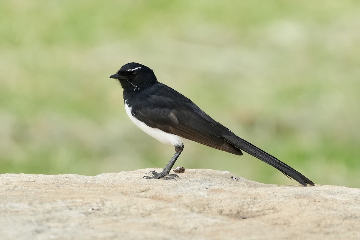 Willie-wagtail - ML645152523