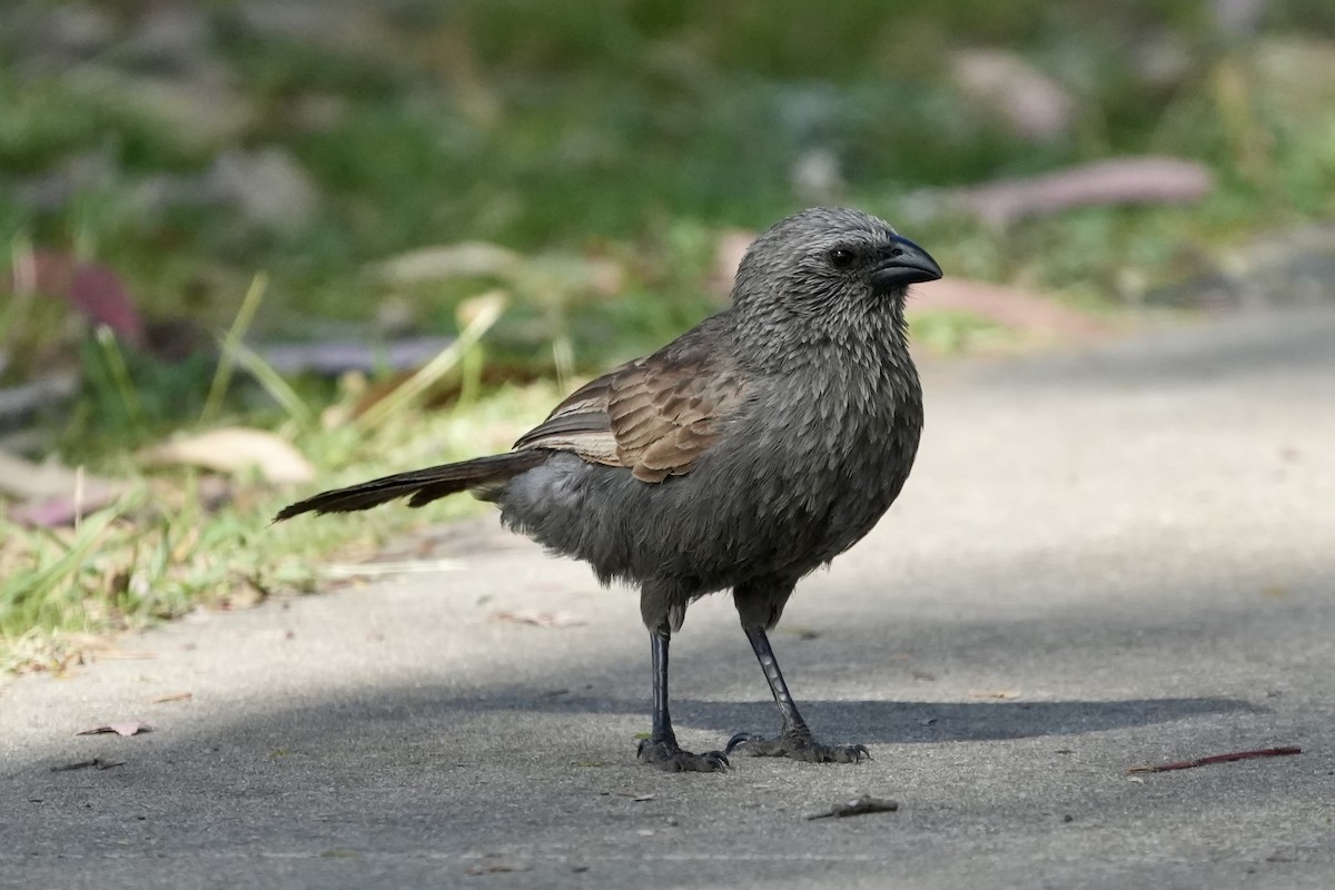 Apostlebird - ML645152537
