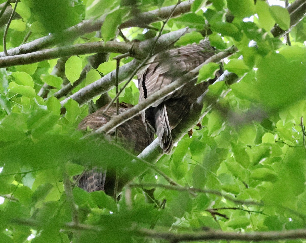 Рыжая иглоногая сова - ML645152541